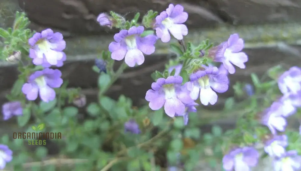 Chaenorhinum ’Blue Dream’ Flower Seeds Premium Quality For Stunning Garden Blooms Seeds