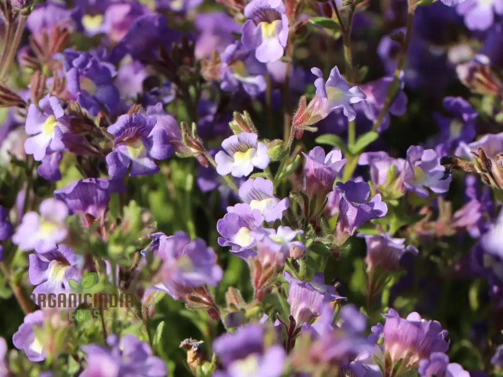 Chaenorhinum ’Blue Dream’ Flower Seeds Premium Quality For Stunning Garden Blooms Seeds