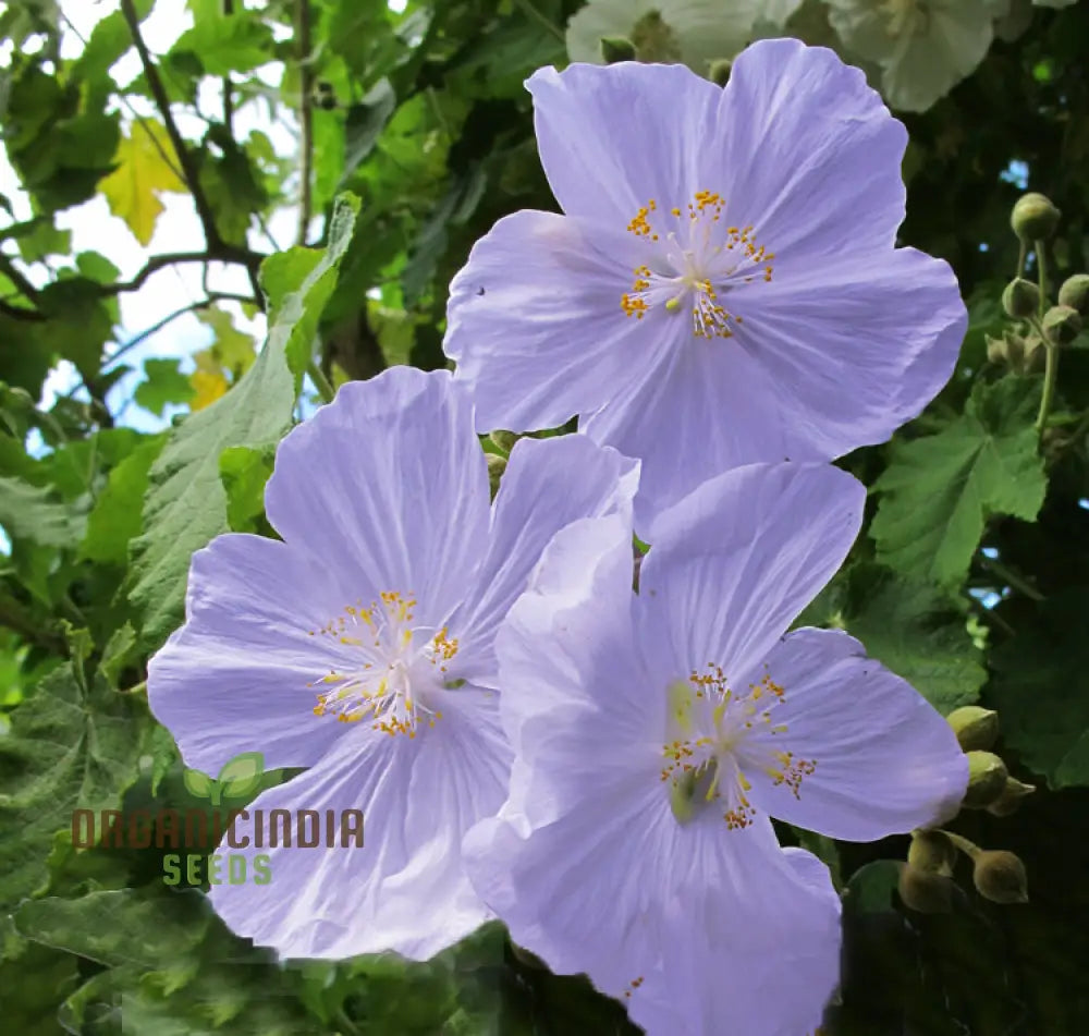 Chalk Blues Abutilon Vitifolium Seeds Add Graceful Elegance To Your Garden