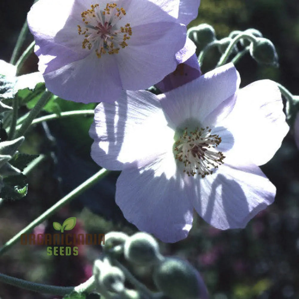 Chalk Blues Abutilon Vitifolium Seeds Add Graceful Elegance To Your Garden