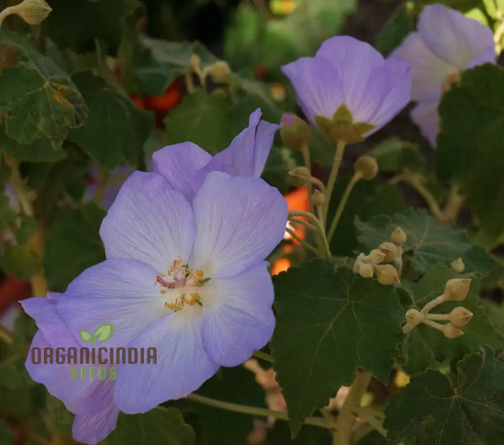 Chalk Blues Abutilon Vitifolium Seeds Add Graceful Elegance To Your Garden