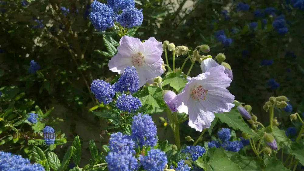 Chalk Blues Abutilon Vitifolium Seeds Add Graceful Elegance To Your Garden