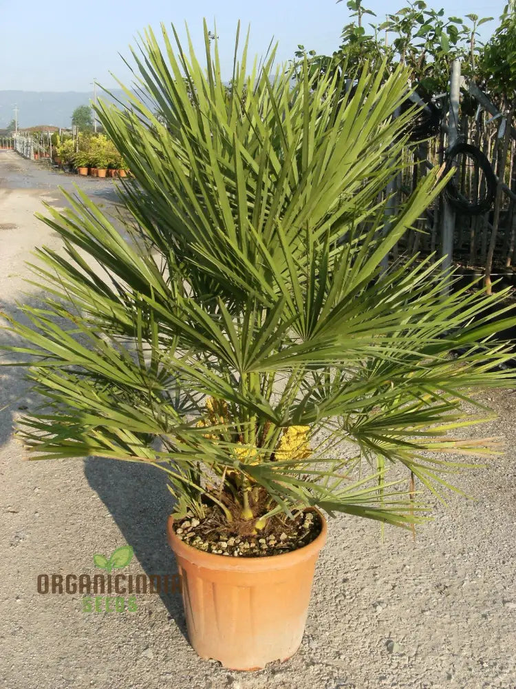 Chamaerops Humilis Seeds For Planting Premium Quality Gardening Plant