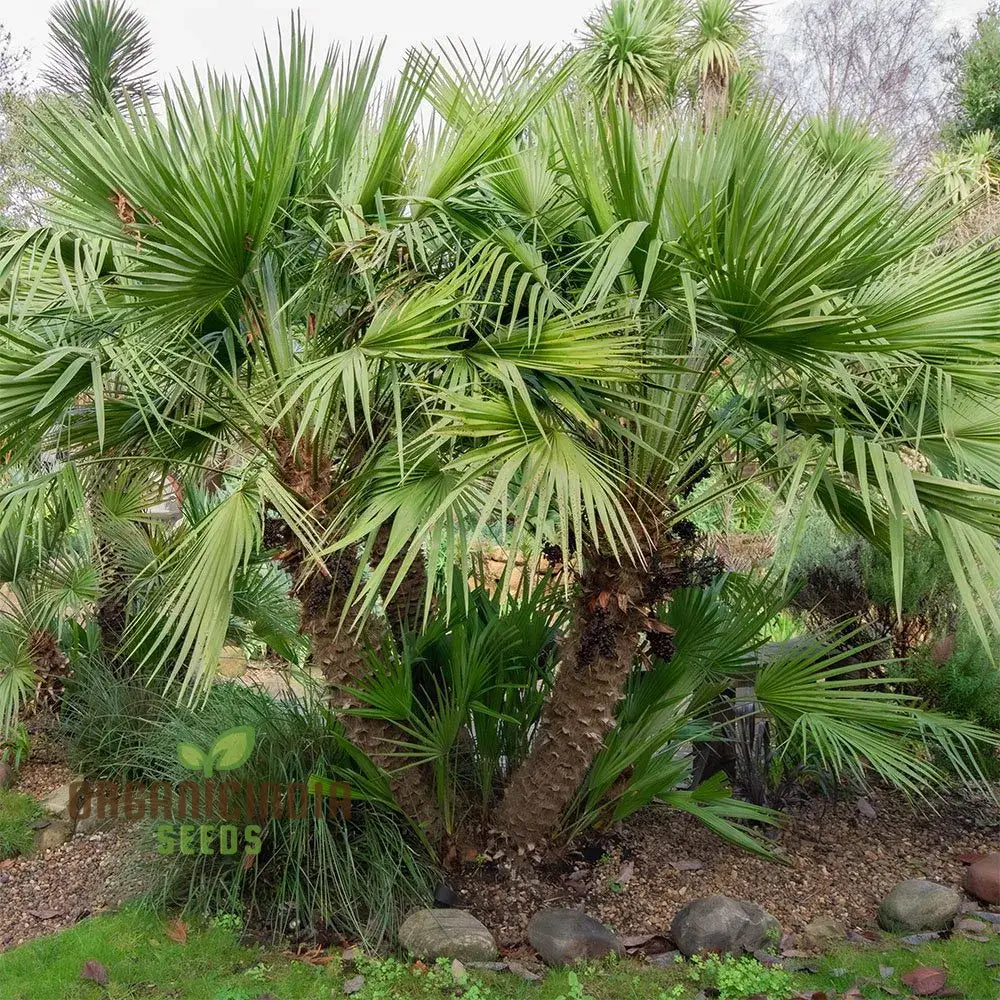 Chamaerops Humilis Seeds For Planting Premium Quality Gardening Plant