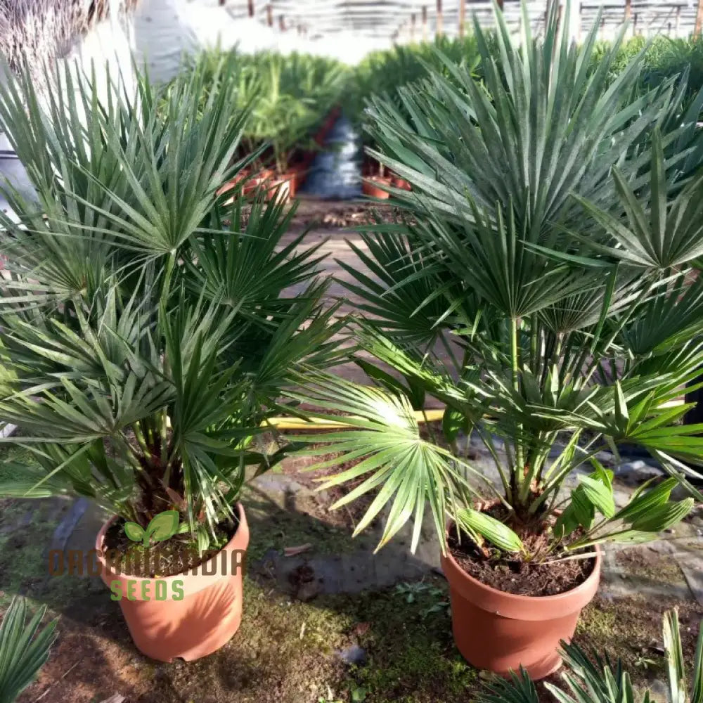 Chamaerops Humilis Seeds For Planting Premium Quality Gardening Plant