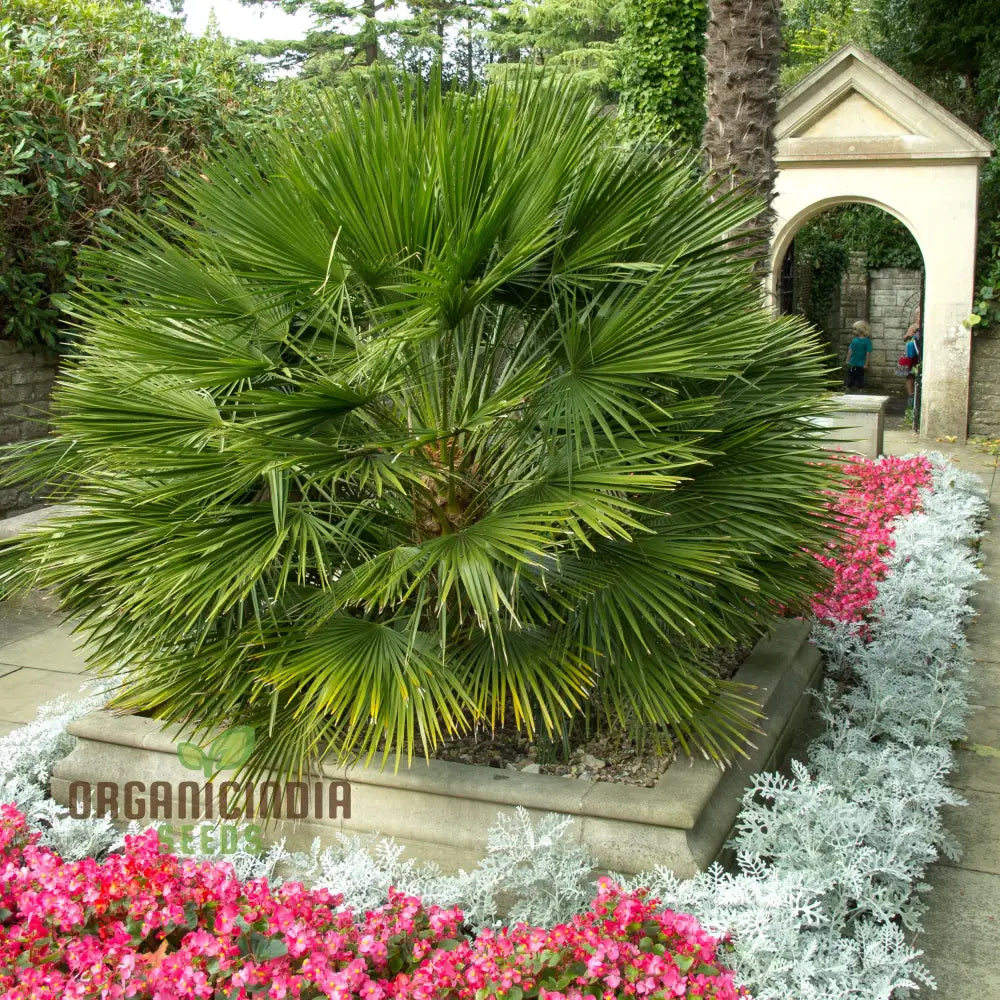 Chamaerops Humilis Seeds For Planting Premium Quality Gardening Plant