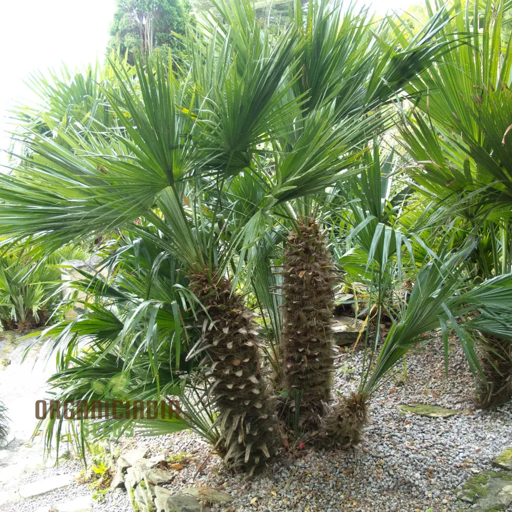 Chamaerops Humilis Seeds For Planting Premium Quality Gardening Plant