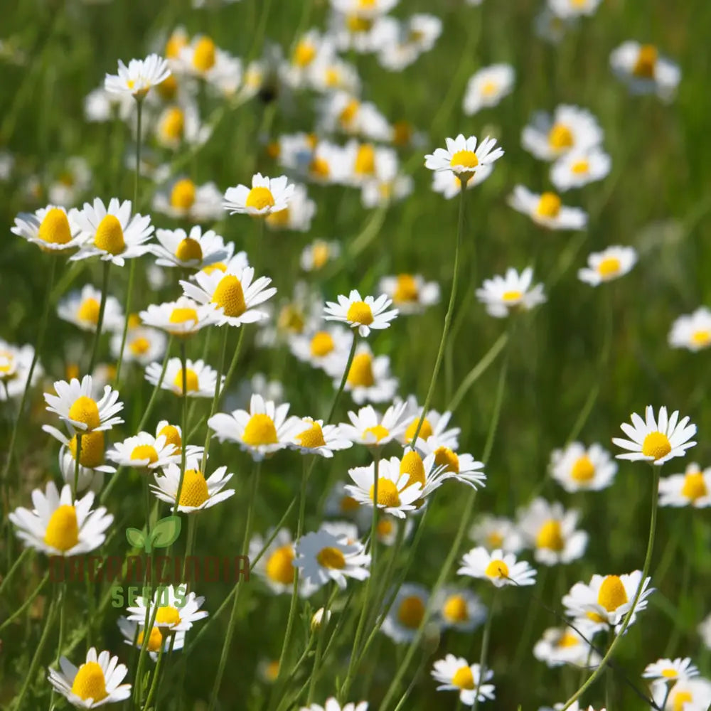 Chamomile (Anthems Nobilis) Seeds - Grow Your Own Calming And Aromatic Herb Flower Seeds