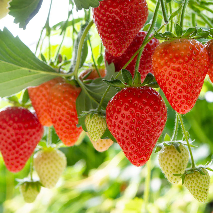 Allstar Strawberry Seeds for Planting – Sweet, Juicy & High-Yield Berries