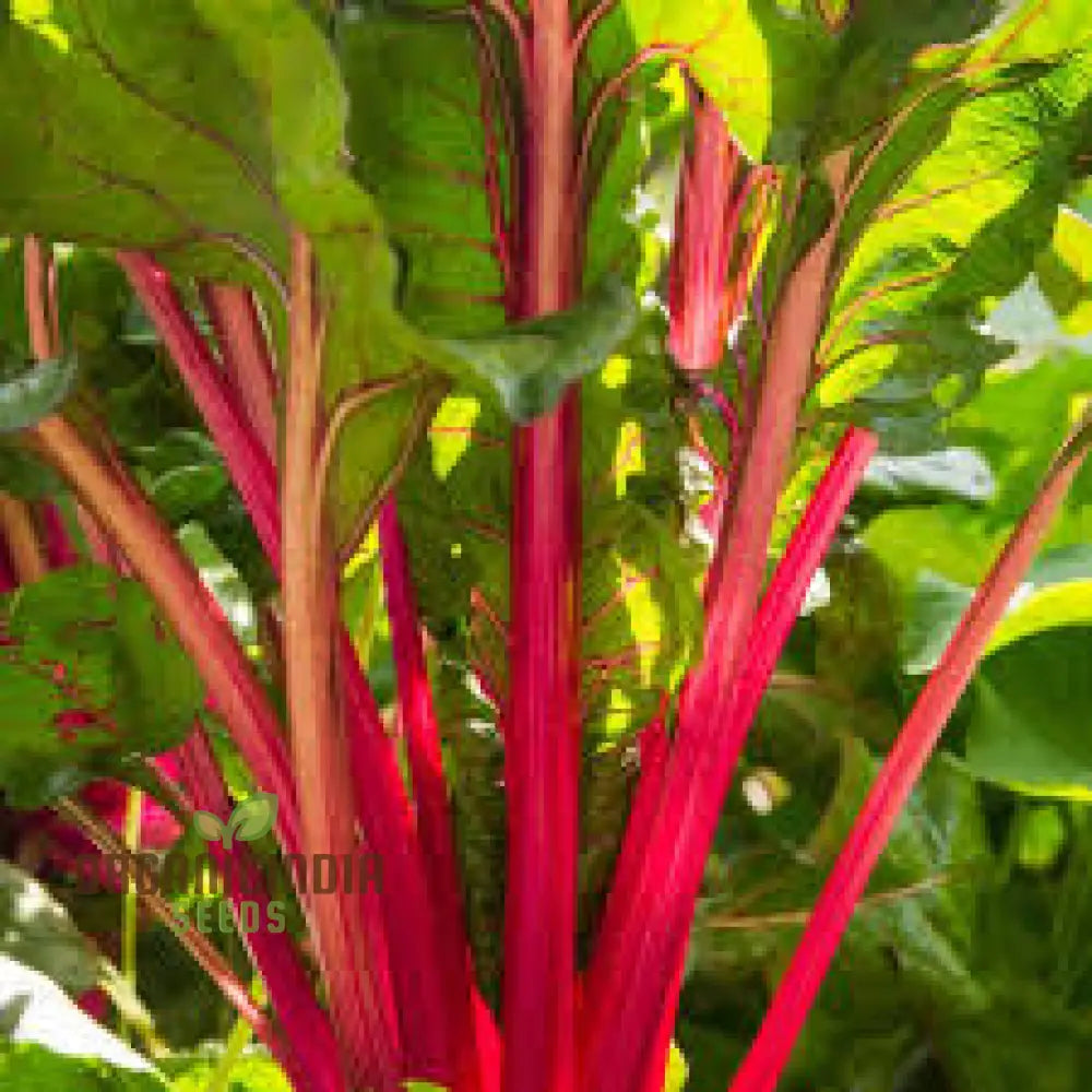 Chard Rhubarb Seeds For Vibrant Gardens | Buy Online