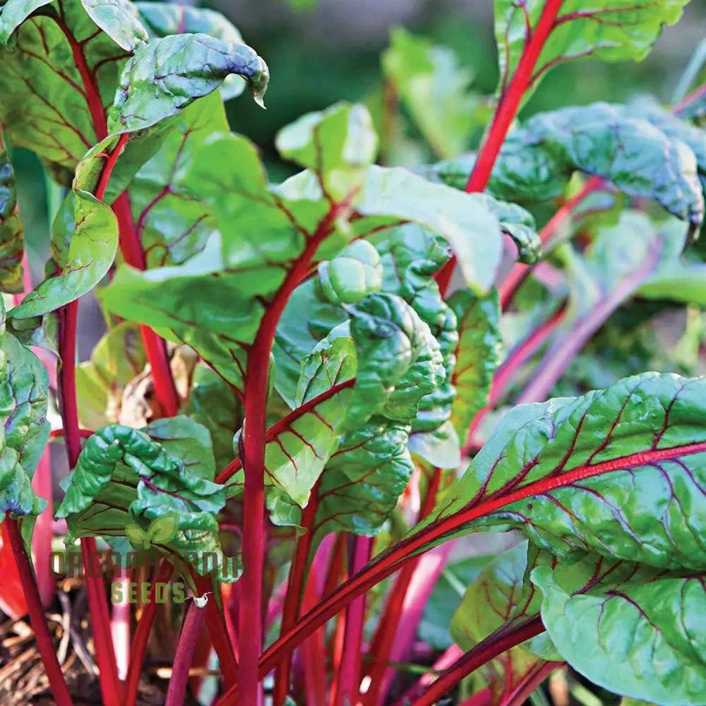 Chard Rhubarb Seeds For Vibrant Gardens | Buy Online