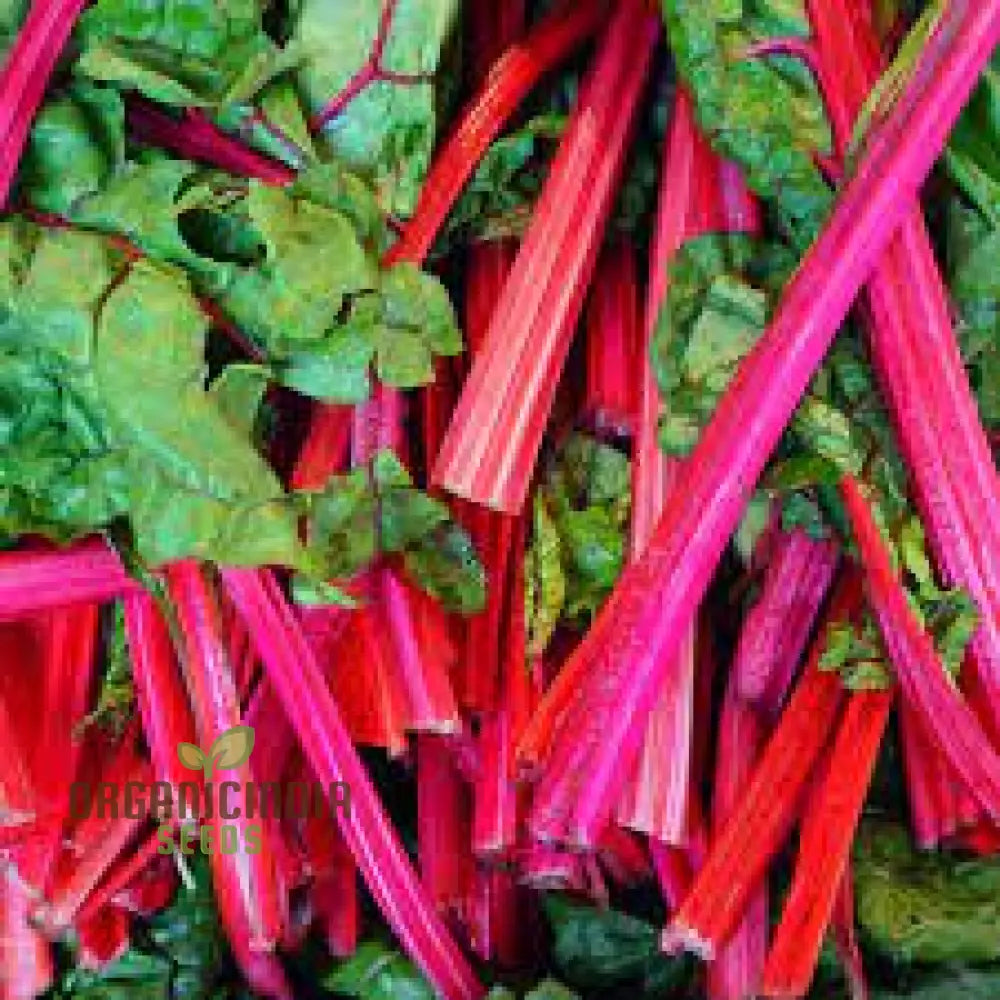 Chard Rhubarb Seeds For Vibrant Gardens | Buy Online