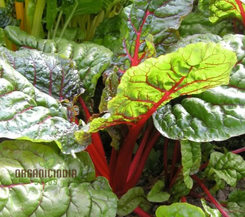 Chard Rhubarb Seeds For Vibrant Gardens | Buy Online