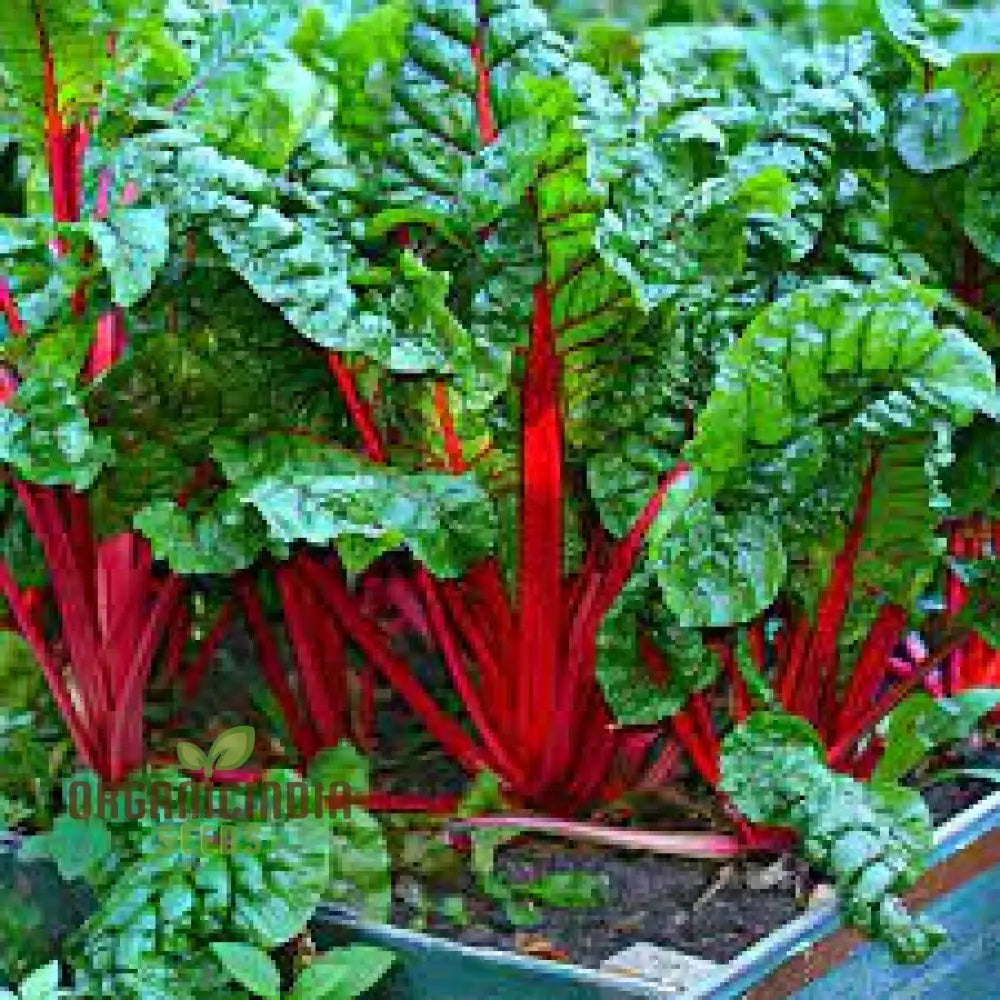 Chard Rhubarb Seeds For Vibrant Gardens | Buy Online