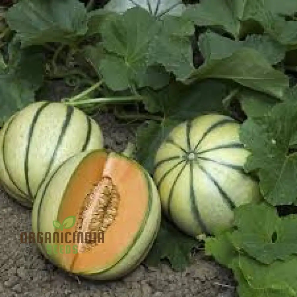 Charentais Melon Seeds For Your Bountiful Garden | Heirloom Quality