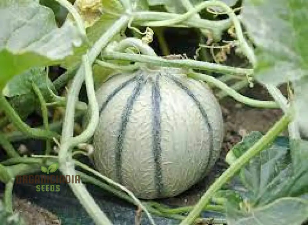 Charentais Melon Seeds For Your Bountiful Garden | Heirloom Quality