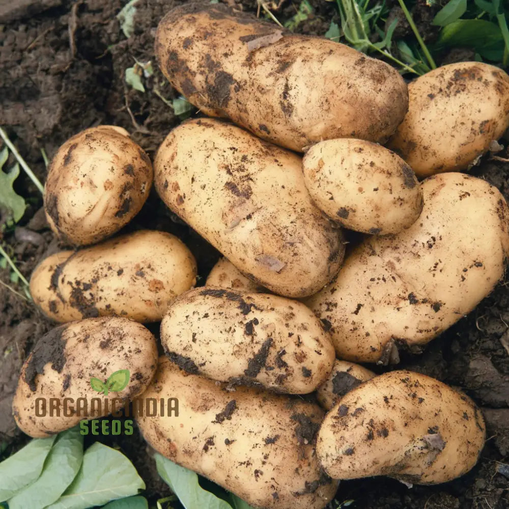 Charlotte Potato Vegetable Seeds Heirloom French Fingerling Variety For Home Gardeners