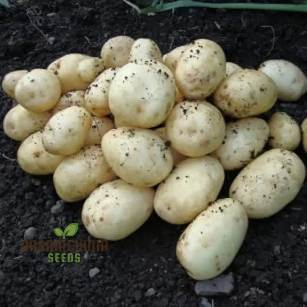 Charlotte Potato Vegetable Seeds Heirloom French Fingerling Variety For Home Gardeners