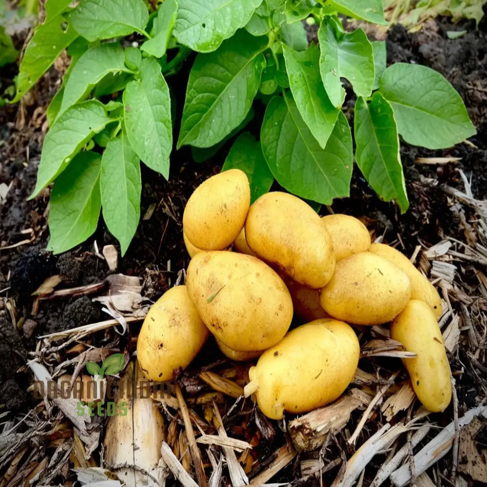 Charlotte Potato Vegetable Seeds Heirloom French Fingerling Variety For Home Gardeners