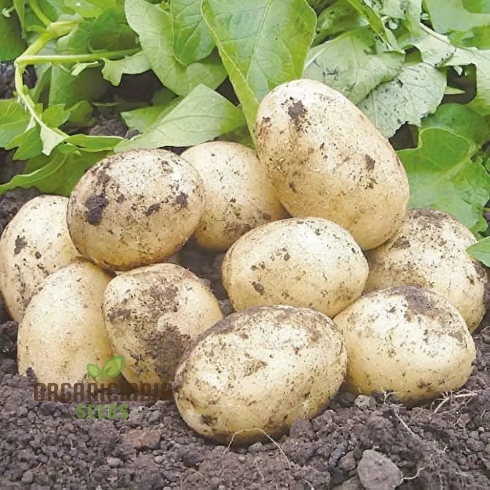 Charlotte Potato Vegetable Seeds Heirloom French Fingerling Variety For Home Gardeners