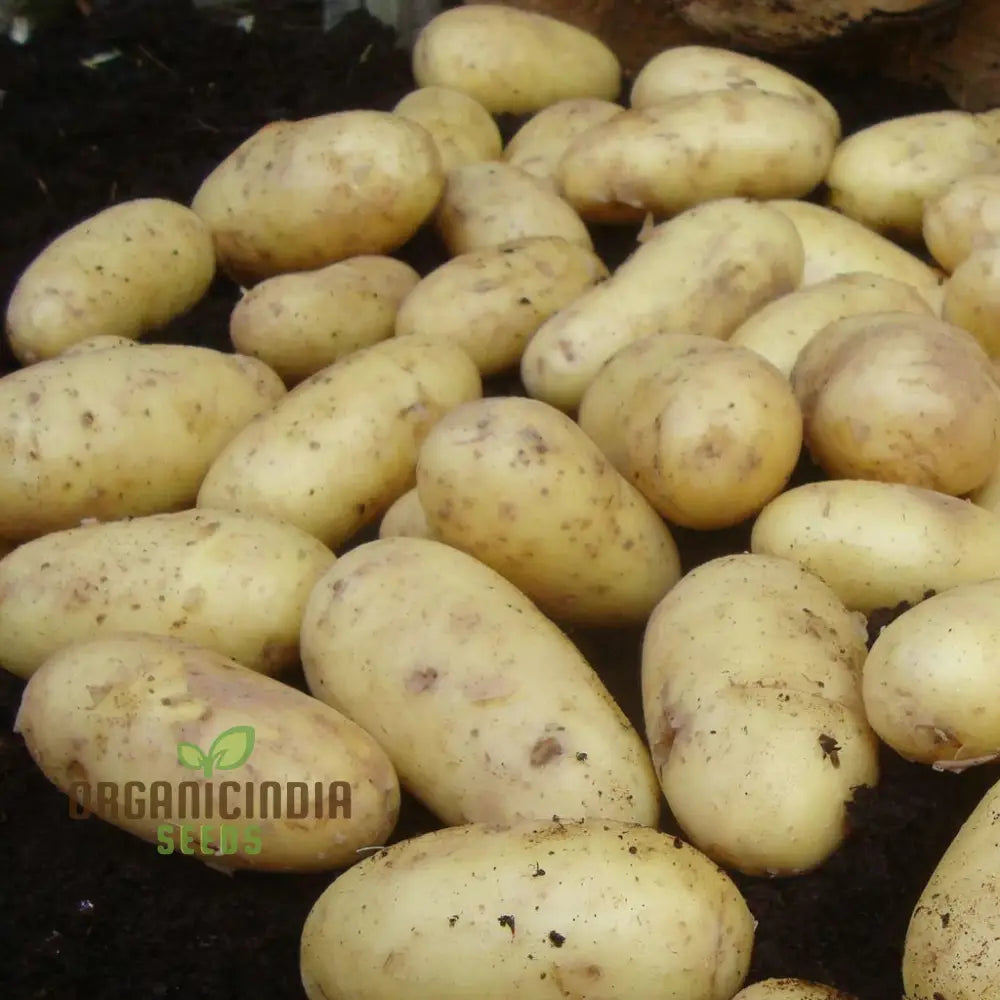 Charlotte Potato Vegetable Seeds Heirloom French Fingerling Variety For Home Gardeners