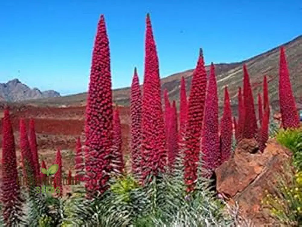 Charme Echium Vulgare Flower Seeds Planting - 100 Pcs Seeds