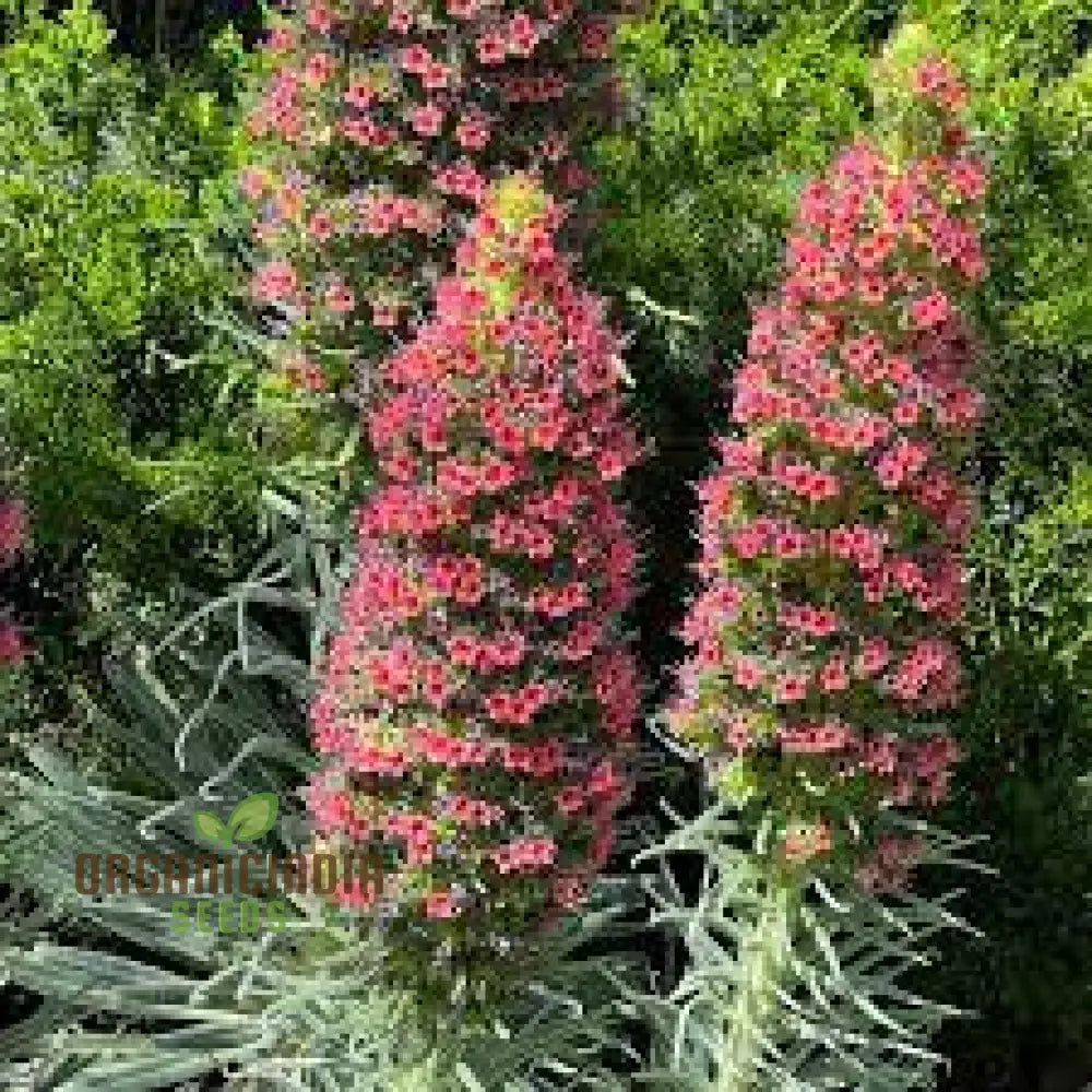 Charme Echium Vulgare Flower Seeds Planting - 100 Pcs Seeds