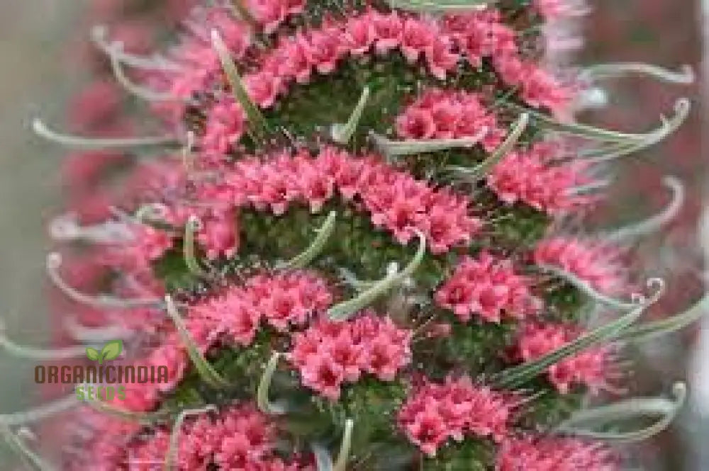 Charme Echium Vulgare Flower Seeds Planting - 100 Pcs Seeds