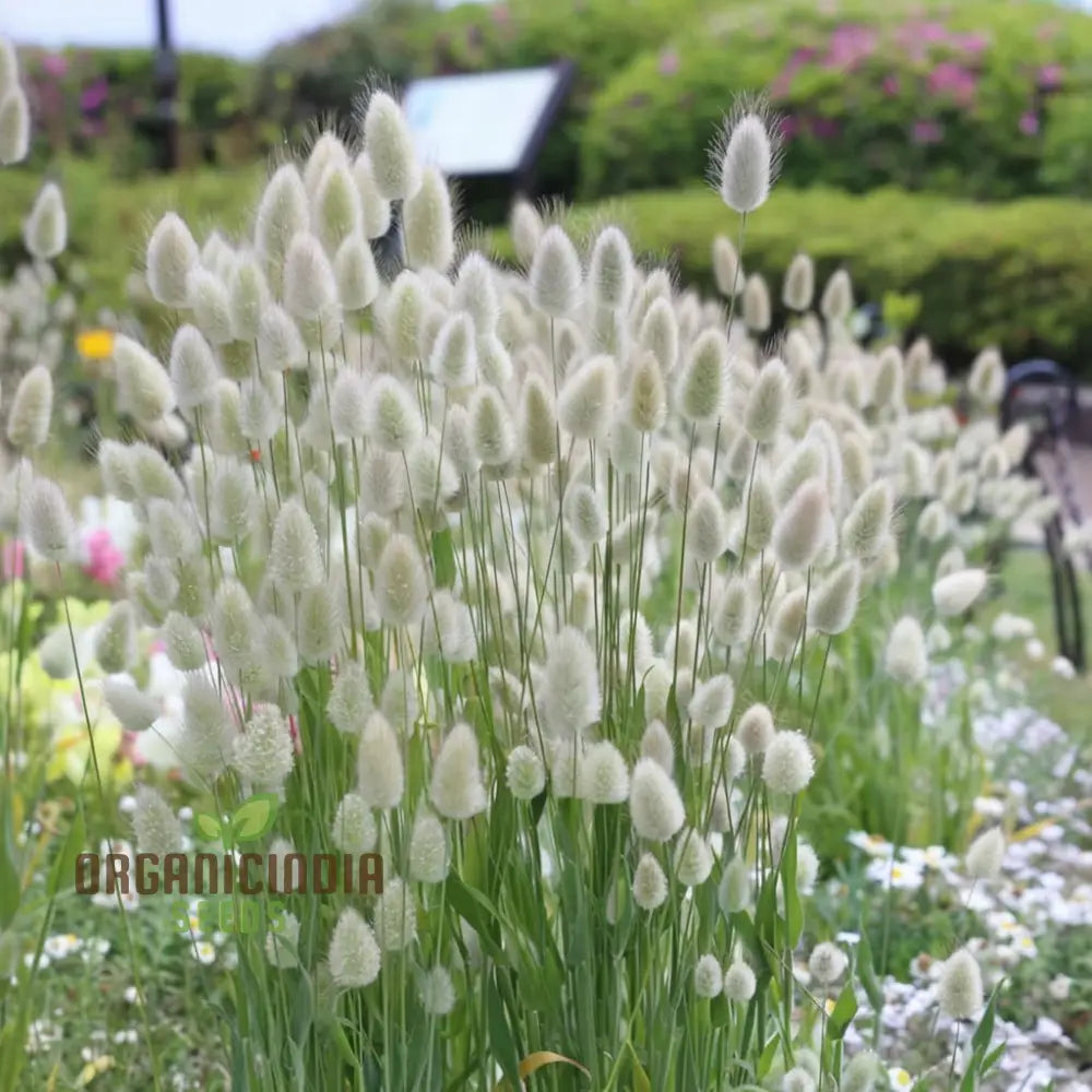 Charming Bunny Tails Flower Seeds Enhance Your Garden With Delightful Blossoms Perfect For Planting