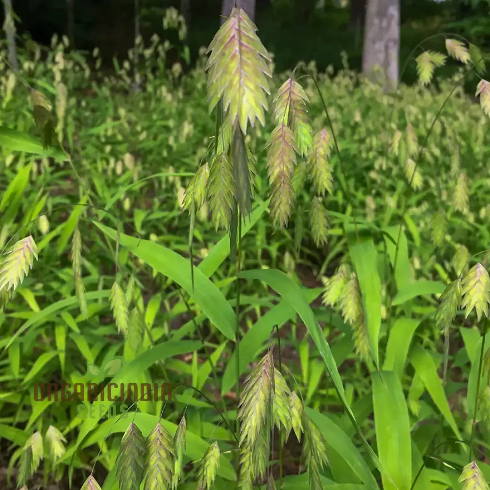 Chasmanthium Latifolium Seeds For Planting Premium Quality Gardening Plant