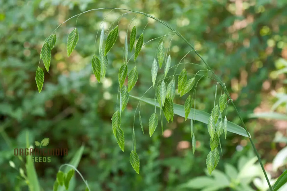 Chasmanthium Latifolium Seeds For Planting Premium Quality Gardening Plant