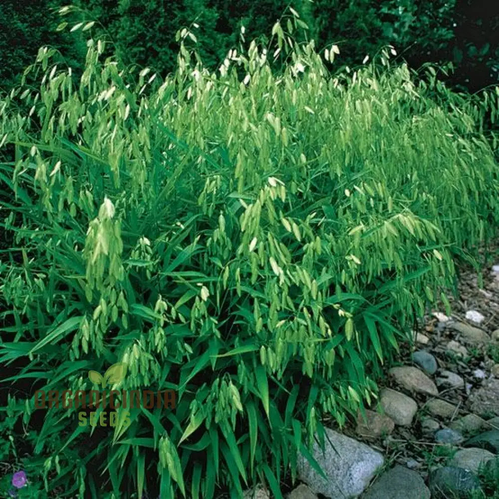 Chasmanthium Latifolium Seeds For Planting Premium Quality Gardening Plant