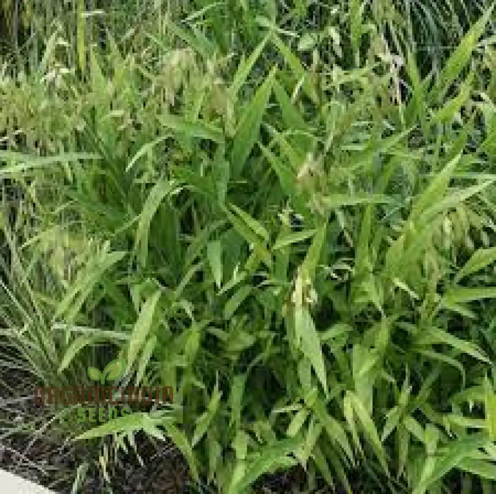 Chasmanthium Latifolium Seeds For Planting Premium Quality Gardening Plant