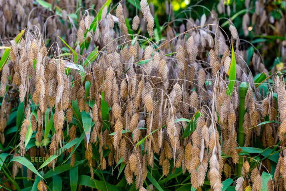 Chasmanthium Latifolium Seeds For Planting Premium Quality Gardening Plant