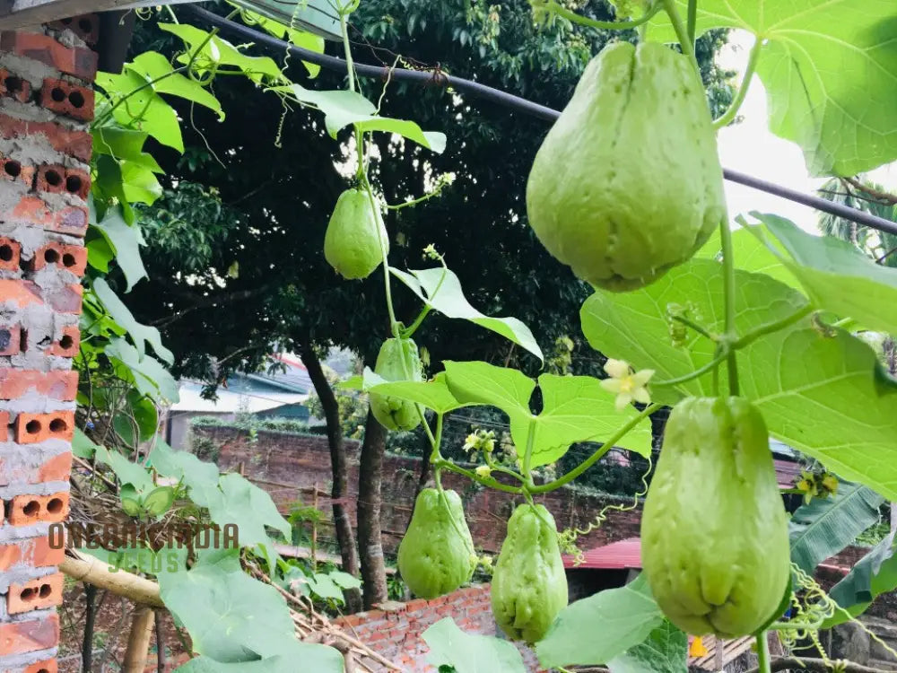 Chayote Seeds For Planting - Enhance Your Garden And Cuisine 100 Pcs