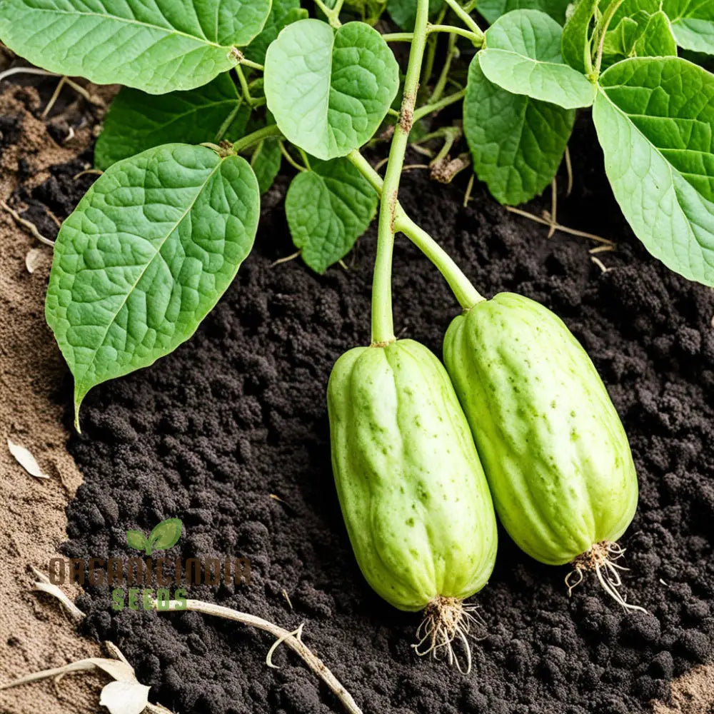 Chayote Seeds For Planting - Enhance Your Garden And Cuisine 100 Pcs