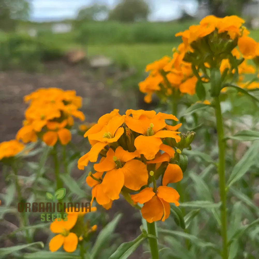 Cheiranthus Allionii Seeds - Grow Vibrant And Fragrant Wallflower In Your Garden