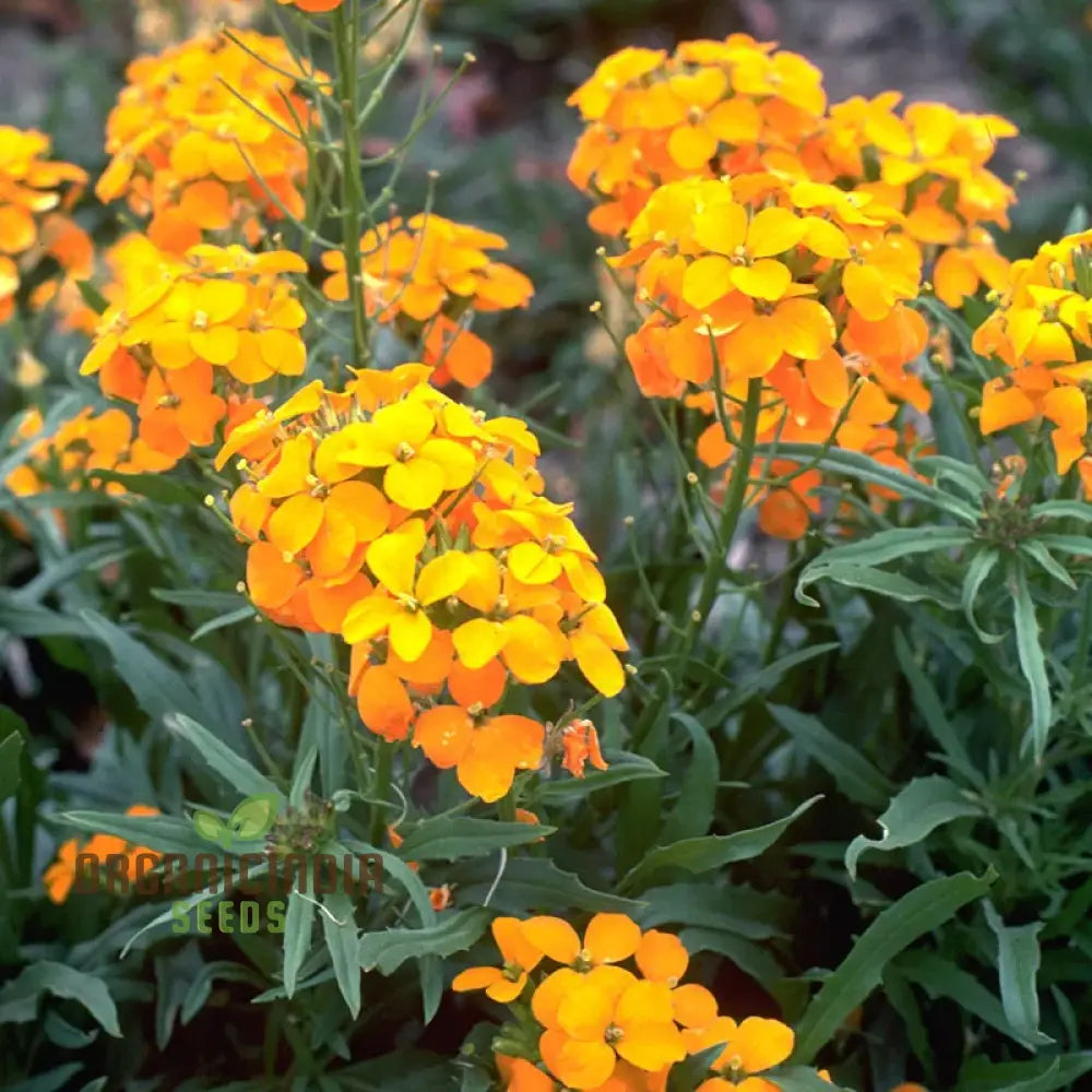 Cheiranthus Allionii Seeds - Grow Vibrant And Fragrant Wallflower In Your Garden