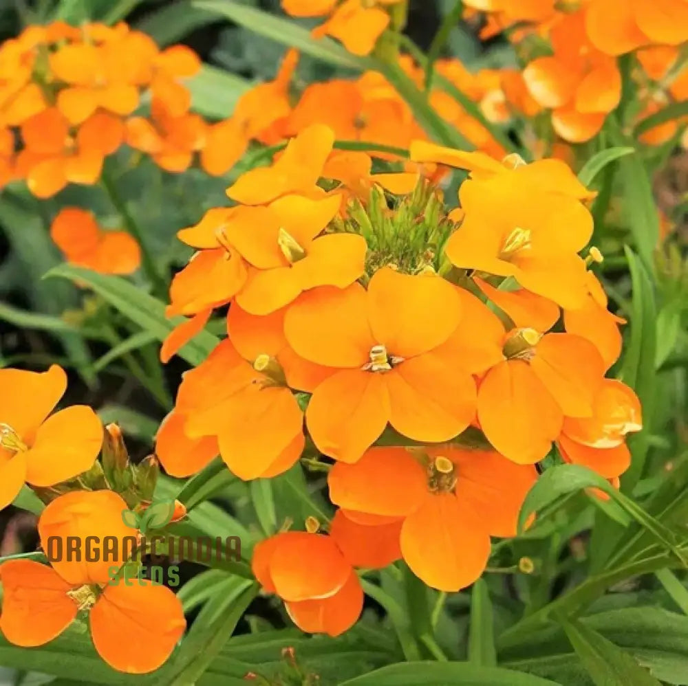 Cheiranthus Allionii Seeds - Grow Vibrant And Fragrant Wallflower In Your Garden