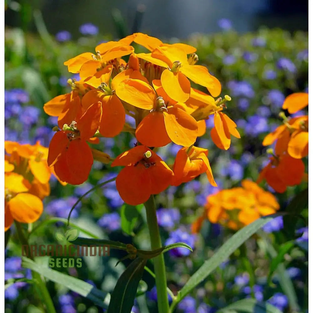 Cheiranthus Allionii Seeds - Grow Vibrant And Fragrant Wallflower In Your Garden