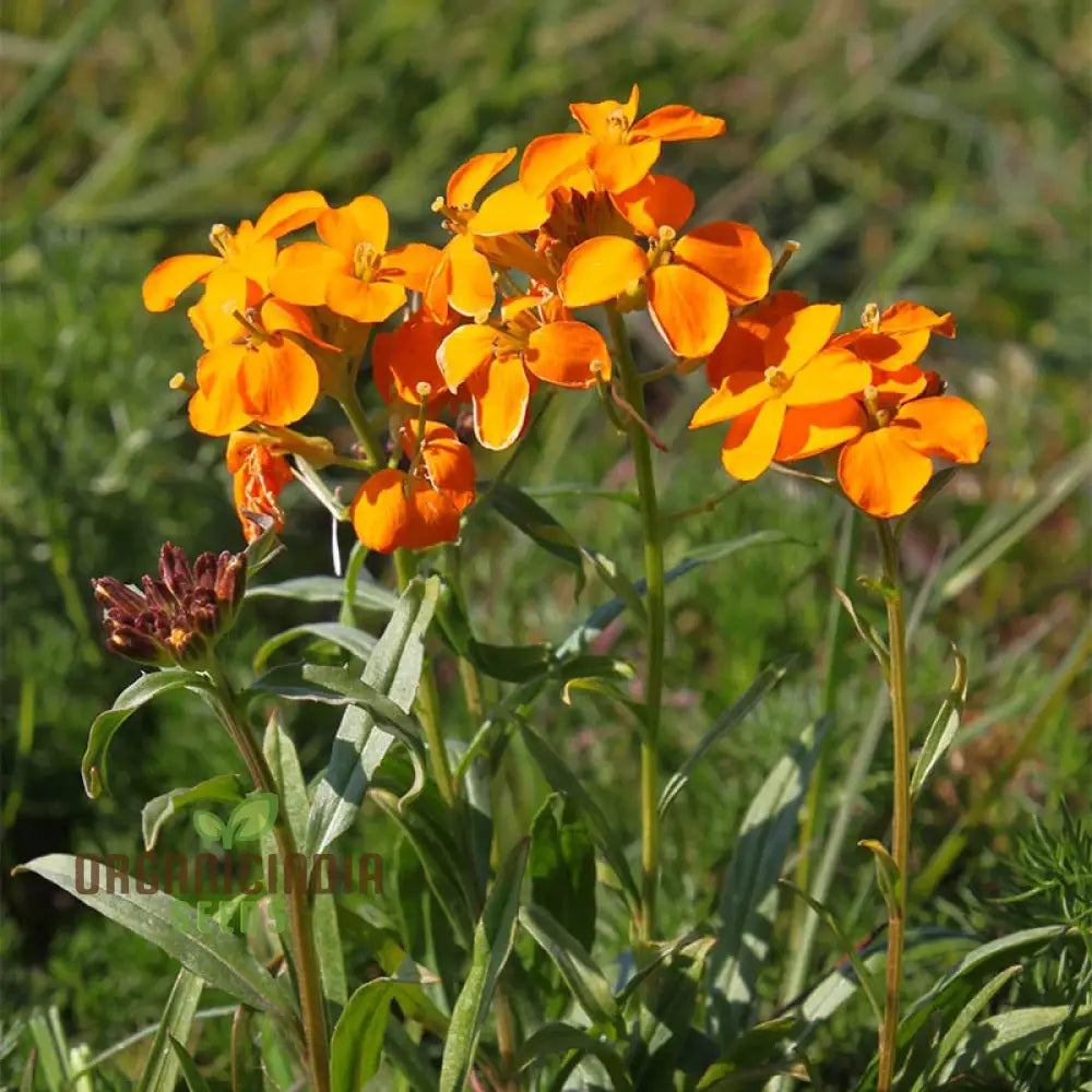 Cheiranthus Allionii Seeds - Grow Vibrant And Fragrant Wallflower In Your Garden