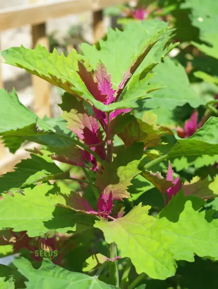 Chenopodium Giganteum Purpureum Seeds For Planting Rare Purple-Leafed Variety Garden Plant