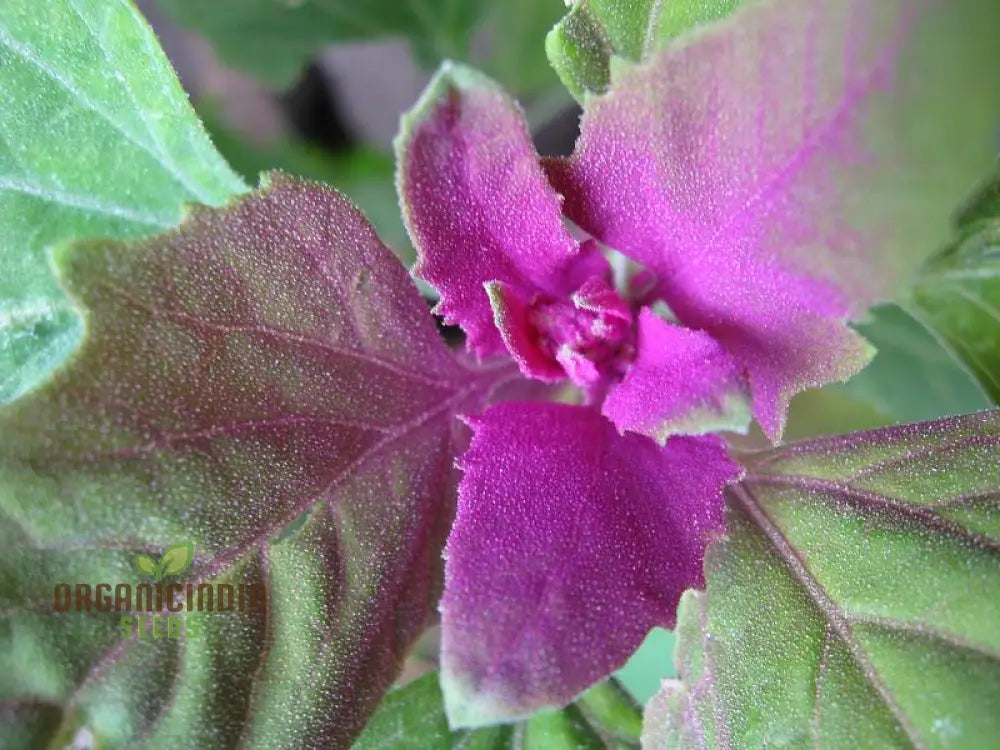 Chenopodium Giganteum Purpureum Seeds For Planting Rare Purple-Leafed Variety Garden Plant