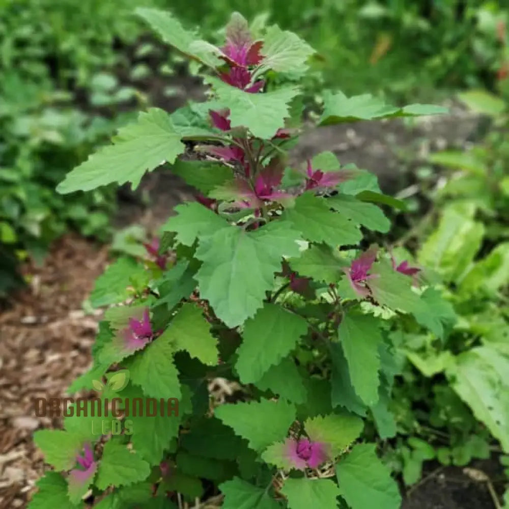 Chenopodium Giganteum Purpureum Seeds For Planting Rare Purple-Leafed Variety Garden Plant