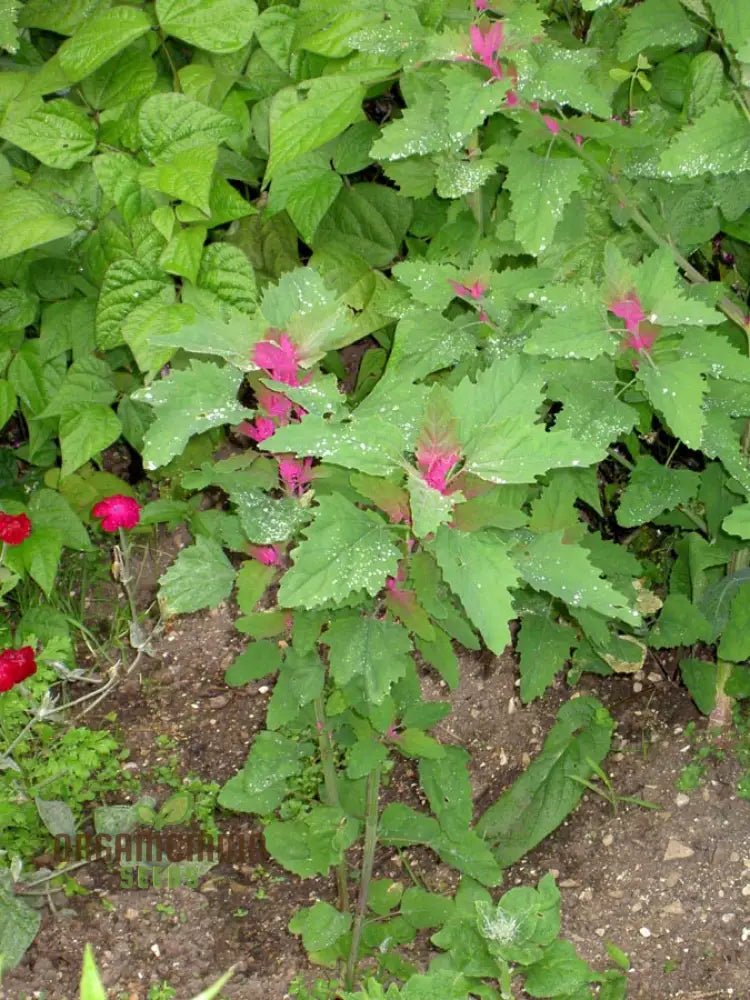 Chenopodium Giganteum Purpureum Seeds For Planting Rare Purple-Leafed Variety Garden Plant