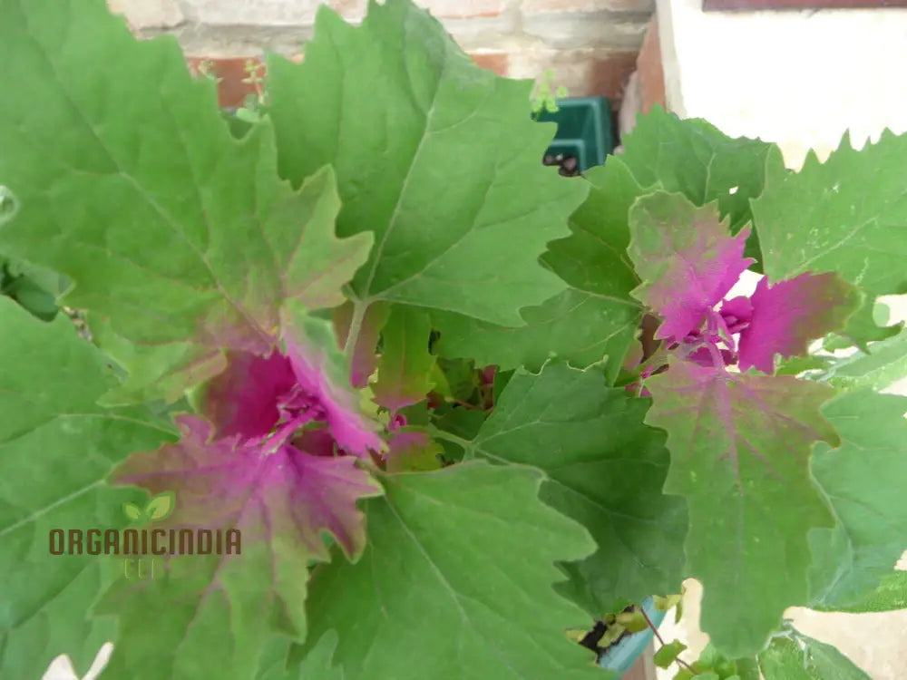 Chenopodium Giganteum Purpureum Seeds For Planting Rare Purple-Leafed Variety Garden Plant