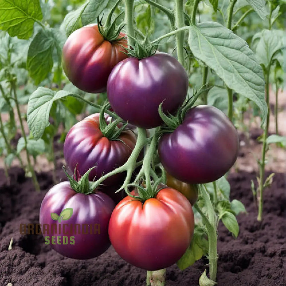 Cherokee Purple Tomato Seeds Very Old Indian Variety Germinal Planting Nightshades