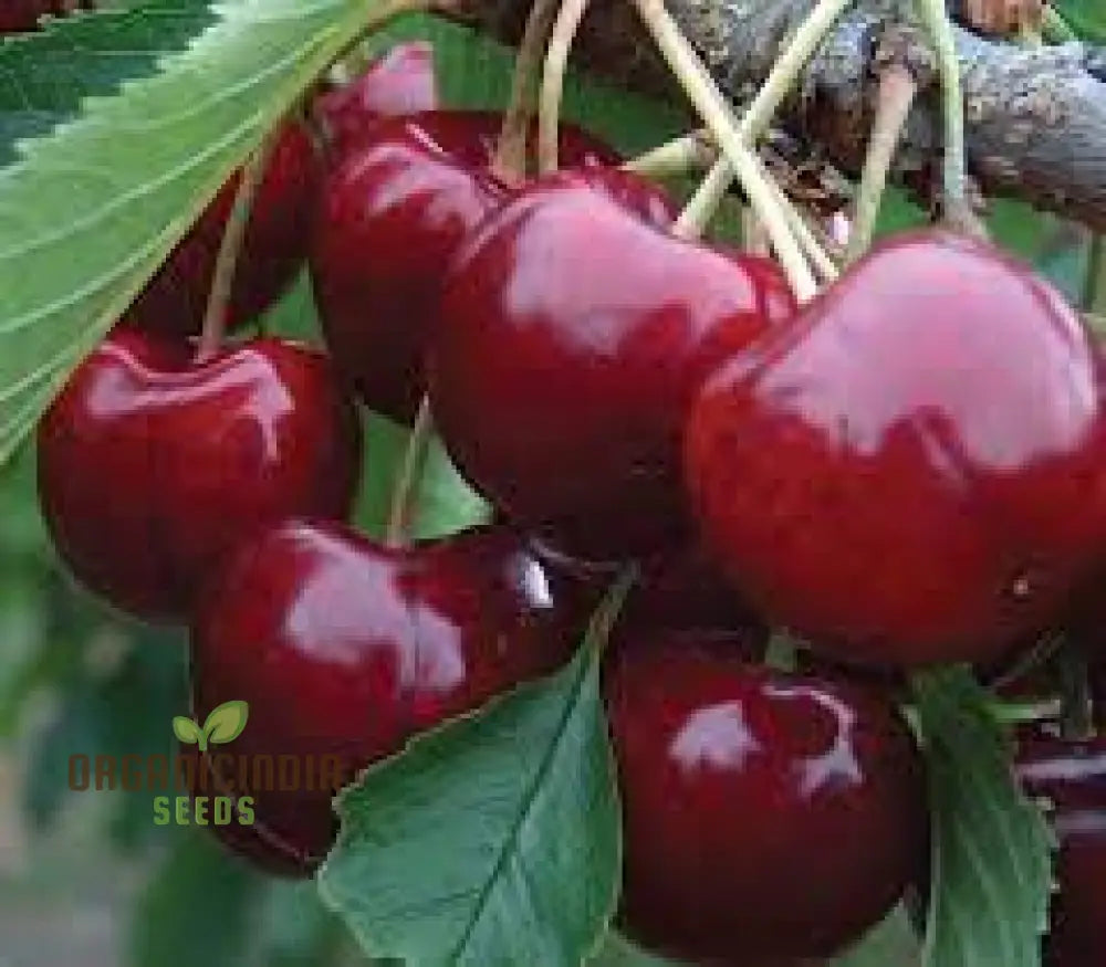 Cherry Lapins Seeds For Gardening Enthusiasts - Premium Quality Easy-To-Grow Fruit Home Gardeners