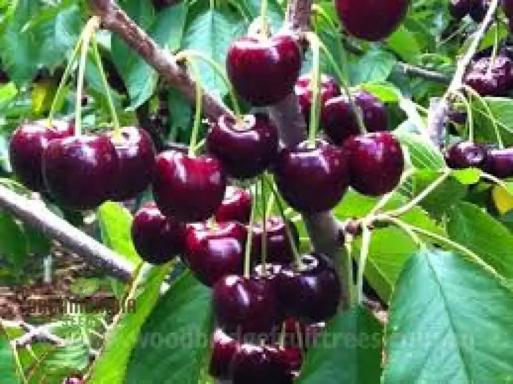 Cherry Lapins Seeds For Gardening Enthusiasts - Premium Quality Easy-To-Grow Fruit Home Gardeners