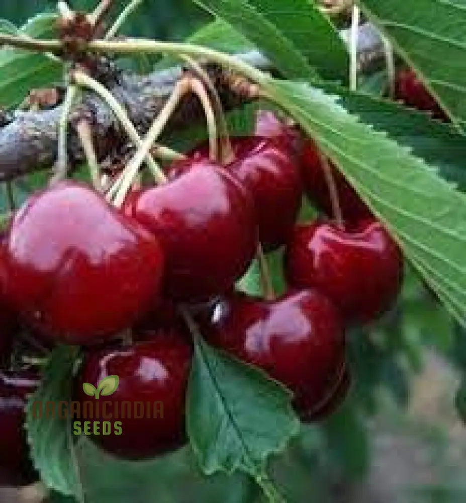 Cherry Lapins Seeds For Gardening Enthusiasts - Premium Quality Easy-To-Grow Fruit Home Gardeners